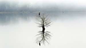Egret-on-tree-on-middle-of-lake.jpg