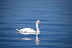 Swan-173675 1280.jpg